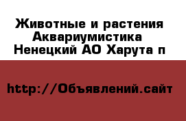 Животные и растения Аквариумистика. Ненецкий АО,Харута п.